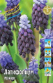 Мускари Латифолиум 30 7/8 100 шт