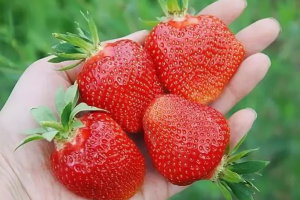 ЗЕМЛЯНИКА ранняя КЛЕРИ (24шт)