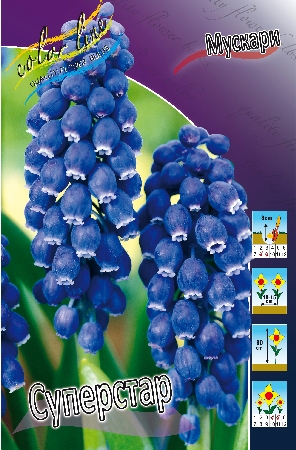 Мускари Суперстар 30 7/8 10 шт