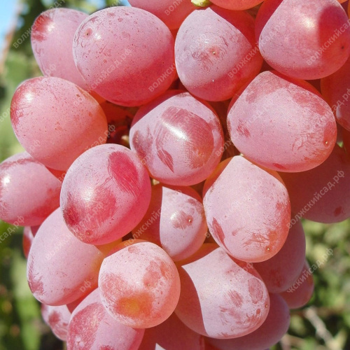 Виноград Ранний Цвет Сакуры Кишмиш