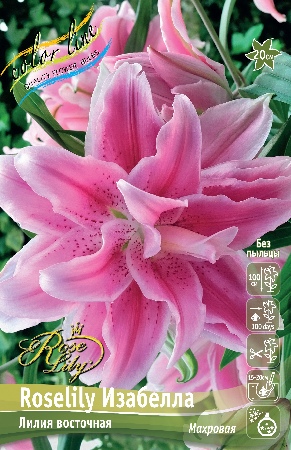Лилия ORD ROSELILY ИЗАБЕЛЛА 12/14 1 шт
