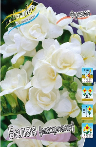 Фрезия Белая, Махровая 60-70 5/6 10 шт