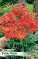 ТЫСЯЧЕЛИСТНИК УОЛТЕР ФАНКИ I 1 шт