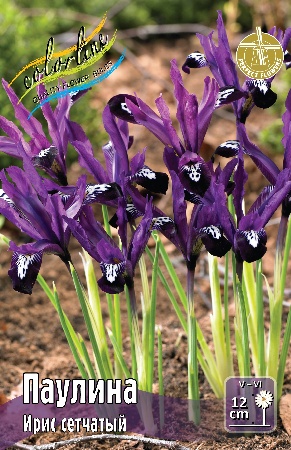 Ирис сетч. Паулина 12 6/+ 100 шт