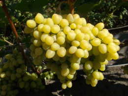 Виноград Очень ранний Надежда Аксайская