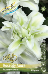 Лилия ORD ROSELILY АИША 12/14 1 шт