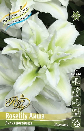 Лилия ORD ROSELILY АИША 12/14 1 шт