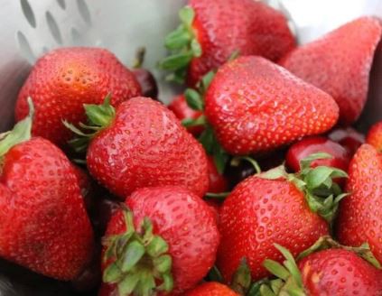 Земляника ранняя Сандра 24шт.