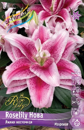 Лилия ORD ROSELILY НОВА 12/14 1 шт