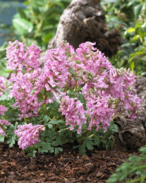 Хохлатка (Corydalis) Бет Эванс 20 5/+ 3 шт