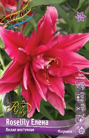 Лилия ORD ROSELILY ЕЛЕНА 12/14 1 шт