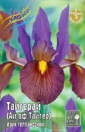 Ирис голл. Тайгерай (Ай оф Тайгер) 60 7/8 100 шт