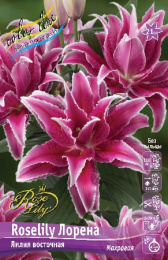 Лилия ORD ROSELILY ЛОРЕНА 12/14 1 шт