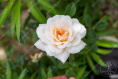 Роза Плетистая Клэр Остин белый h120-150 d8-10