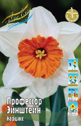 Нарцисс Профессор Эйнштейн 45см 12/14 5 шт